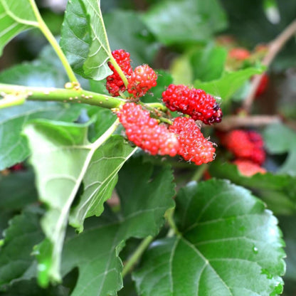 3-Pack Mulberry Plants Live for Planting, 5-9” Tall, Sweet Mulberries Trees Live (Red Mulberry)