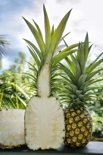 2 Pineapple Kauaʻi Sugarloaf Plants - Live Rooted Starters (4-6 Inches) - Rare White Flesh Variety with Edible Core - Low Acid Sweet Tropical Fruit