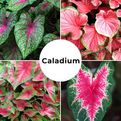 Constellation Caladium Bulbs for Planting - Perennial Hosta, Elephant Ears, Fancy (6 Bulbs)