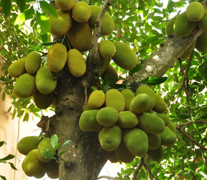 Jackfruit Tree Live for Planting, Tropical Jackfruit Tree Live Plant Indoor Outdoor, 3-4 Feet Tall in 3 Gallon Pot, No Ship CA