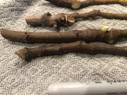 Live Plant - Fig Tree cuttings White Adriatic
