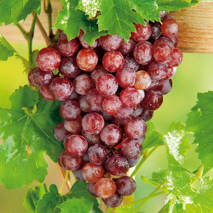Red Grape Vine Plant Live for Planting 1 to 2 Years Old, Bunch Grape Plant Live Grape Tree, Grape Fruit Tree for Planting