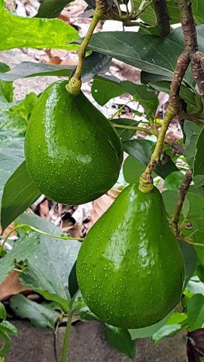 Live Plant - Avocado Pollock Tree 1'-2'