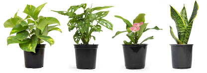 Easy to Grow Houseplants (6 Pack) + Classic Houseplant Collection (4PK) - Home and Office Plant Assortment with Low Maintenance Indoor Plants