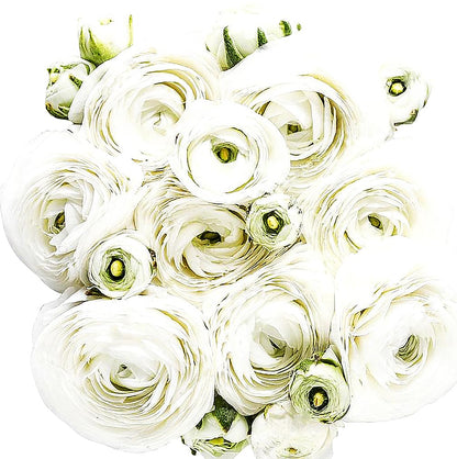 White French Peony Ranunculus - 12 Largest Size Corms, Premium Bulbs for Growing Flowers, Stunning White Blooms, Ideal for Garden Beds, Perfect for Spring Planting