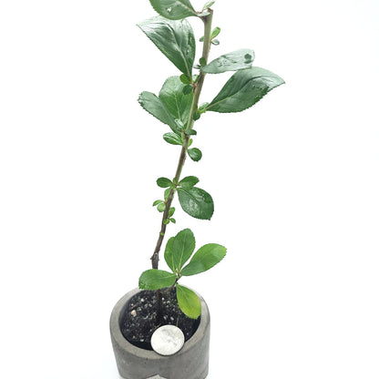 Pink Escallonia Fradesii | Live Plant One Stem 2" Pot Starter Plant | California Grown