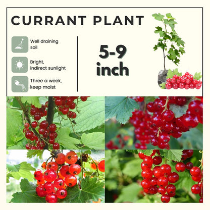 Red Currant Bush Live, Red Currant Plant Live 5-9 Inch Tall, Currant Berry Fruit Tree Well Rooted