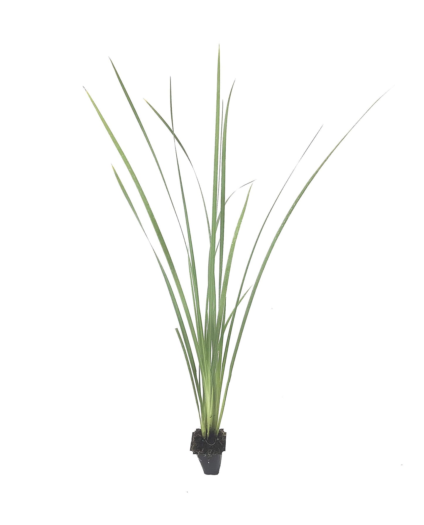 African Iris Yellow - 50 Live Plants - Dietes Vegeta - Drought Tolerant Groundcover Grass