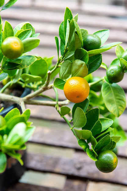 80pcs Calamansi Fruit Seeds for Planting, Fresh Citrus Seeds for Home Garden, Outdoor, and Greenhouse Cultivation