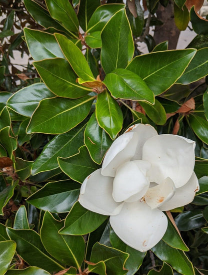Live Plant - Southern Magnolia Tree 20-28 inch Tall