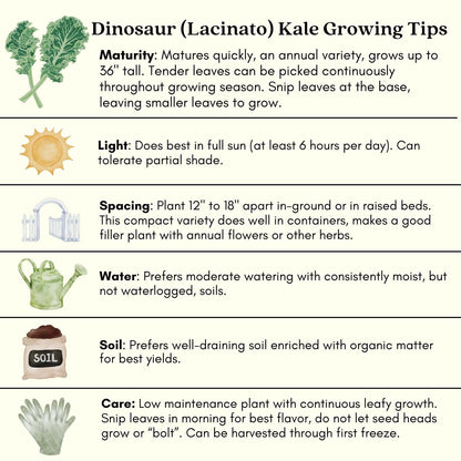 Clovers Garden Dinosaur Kale Plants - Two (2) Live Plants – Non-GMO - Not Seeds - Each 4" to 8" Tall – in 4" Inch Pots - Heirloom, Frost Tolerant