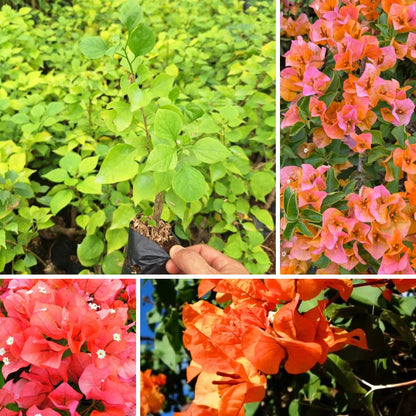 Set 2 Bougainvillea Plant Live, Trailing Flowering Vine, 4-6 Inches Tall, Well Rooted Bougainvillea, Outdoor Garden or Patio, No Pot (Orange)