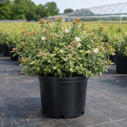 Radiance Abelia 3-Gallon