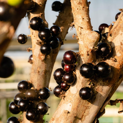 Live Black Jaboticaba Tree Plant, Brazilian Jabuticaba Fruit Tree, 1 Feet Tall, Ready for Planting