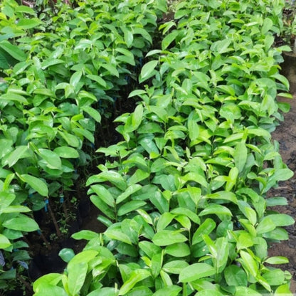 Soursop Tree Live Plant for Planting, Sweet Soursop Plant Live 5-9 Inch Tall, No Pot, Annona Muricata Giant Soursop Fruit Tree Plant