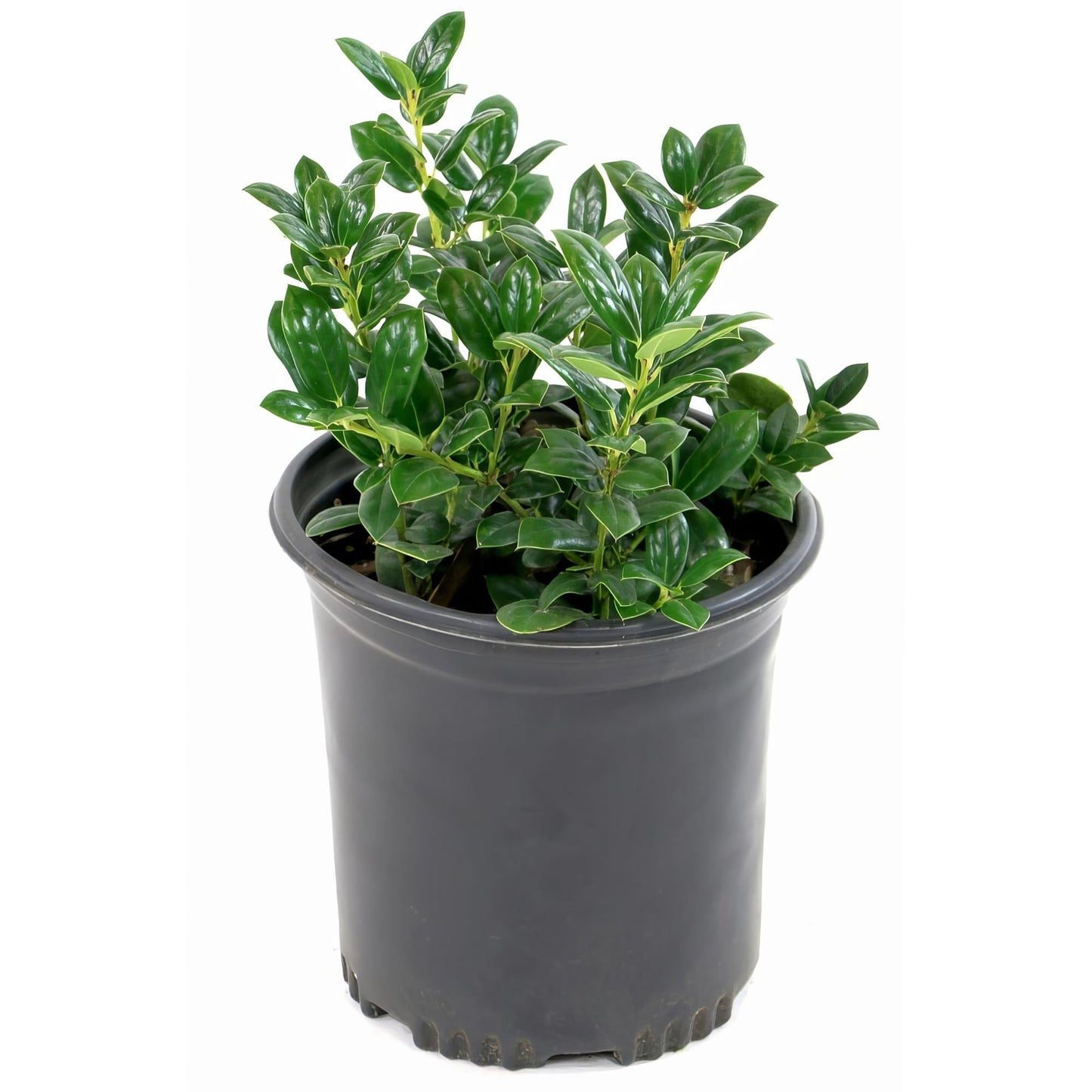 Holly Dwarf Burford Shrub – Compact Upright Evergreen Holly w/Small Showy White Flowers & Bright Red Berries for Formal Hedges & More - Grows Up to 10 ft in 1 Gal Grower Pot, USDA Zones 7–9, 1-Pack