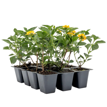 12 New Gold Lantana – Golden Yellow Flowering Shrub for Borders, Containers, & Pollinator Gardens (Lantana Camara ‘New Gold’) in 2.5″ Cubes, Live Plants