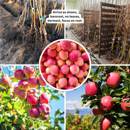 Pink Apple Tree Live Plant, Sweet Apple Plant Live for Planting, 2-3 Feet Height, Bareroot, Live Apple Tree Plant, Sweet Apple Fruit Tree