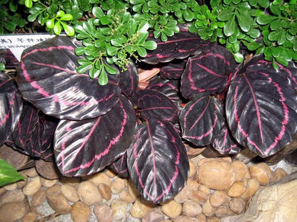Dottie Rose Painted Prayer Plant - Calathea roseopicta 'Dottie' - Easy - 4" Pot