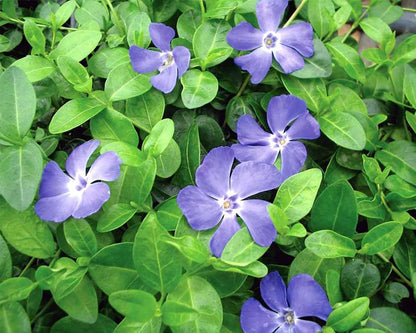 Bowles Myrtle - Vinca Minor - Hardy Groundcover - 48 Plants - 1 3/4" Pots
