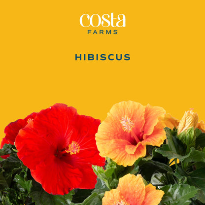 Costa Farms Live Hibiscus Plant - Red Tropical Outdoor Flowering Plant, 1 Gallon Grower Pot, 16-Inches Tall - Real Summer Flowers for Patio, Deck & Garden Decor - Hummingbird & Butterfly Attractor