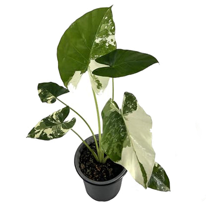 LEAL PLANTS ECUADOR Alocasia Macrorrhiza Variegated (Pack of 2),| Alocasia Live Plant, Variegated Live houseplant| Rare Indoor Plants, Perfect for Home Decor, Unique Gift for Plant Lovers
