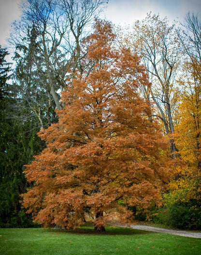 Live Plant - Bald Cypress Tree - 2-3 Foot Tall Live Plant - 24-36" Tall Seedling - Potted