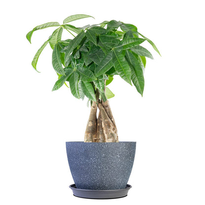 Perfect Plants Braided Money Tree 5in. in Midnight Blue Décor Pot | | Pachira Aquatica | 15in Tall | Easy Care Houseplant | Perfect for Low Light Conditions | Air Purifying