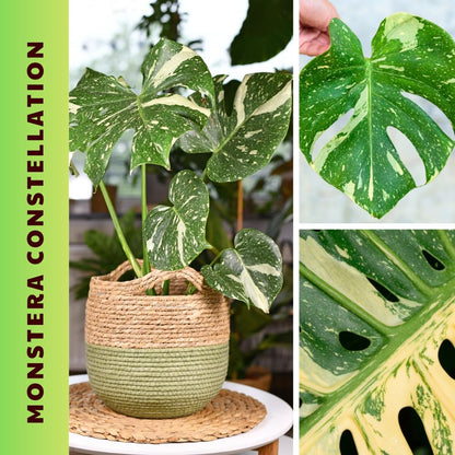 Monstera Plant Live, Starter Plant from 4-6 Inch Tall, Split Leaf Houseplant, Live Monstera Plants Indoor (Constellation)
