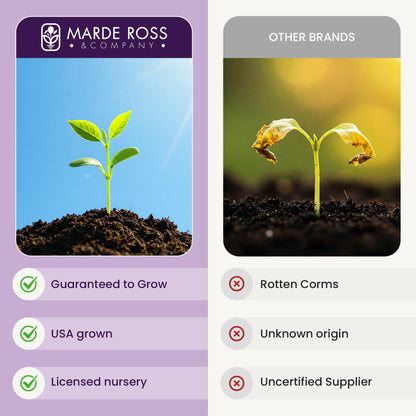Saffron Crocus Corms for Planting – 10 Large Corms – Purple Blooms – Perennial Bulbs for Outdoor Planting that Produce the Saffron Spice.