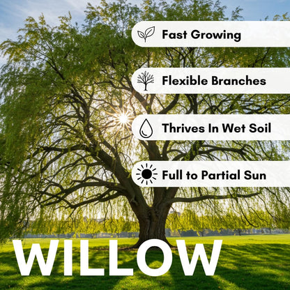 4 Bright Green Weeping Willow Cuttings - Grow 4 Trees - Wisconsin Weeping Willow Root Stock - Fast Growing – Easy to Grow Outdoor Trees – Shade, Privacy Screen, Backyard Landscaping
