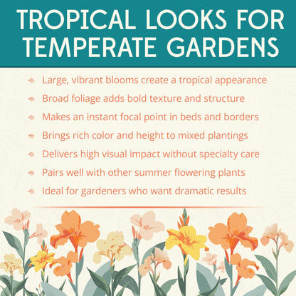 Chinese Coral Canna Lily Bulb – Large Coral Pink Blooms, Bluish Green Foliage, Rare Limited Variety, Zones 3–9, 3–4 Ft Tall, Summer Rhizome, 1 Bulb