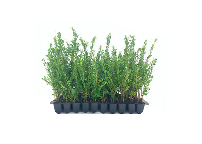 Ilex Compacta Crenata Japanese Holly | 10 Live Plants | Low Maintenance Evergreen Foundation Shrub