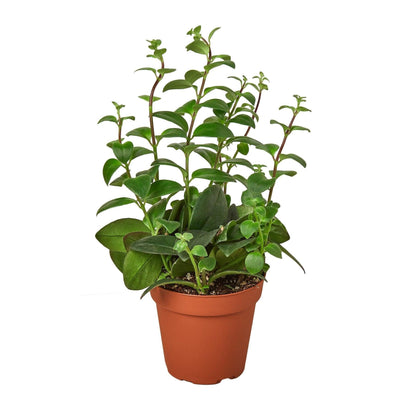 Lipstick Plant | Live Plant for Indoor & Outdoor | for Living Room, Office, Bathroom | (4" Pot)