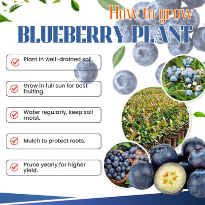 1 Blueberry Bush Live Plant, Blueberry Plant Live for Planting Outdoor, 5-9 Inch Blueberry Fruit Trees, No Pot (Emerald Blueberry)