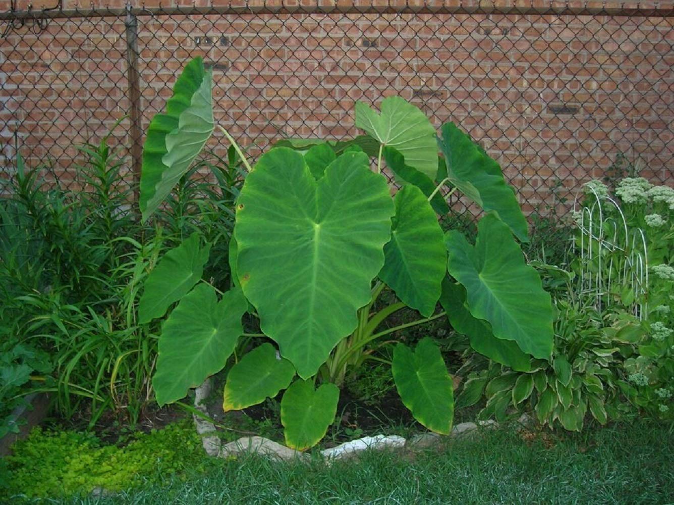 10 Live Colocasia Esculenta Elephant Ear Taro Gabi Kalo Eddo Bulbs #TSMN