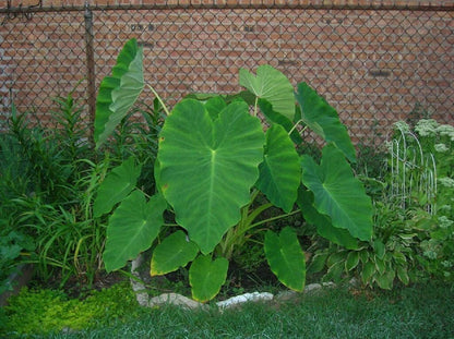 5 Live Colocasia Esculenta Elephant Ear Taro Gabi Kalo Eddo Bulbs #TSMN