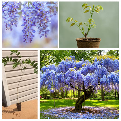 Blue Moon Wisteria Live Tree Seedling – 1 Healthy Plant for Planting – Fast-Growing Vine with Fragrant Lavender-Blue Blooms – Ideal for Trellises, Arbors, and Garden Landscaping
