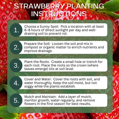 Ruby Giant Strawberry Plants – Extra Large Sweet Strawberries – High Yield Strawberry Runners – Big Fruit, Easy to Grow Plants for Home Gardens (5 Plants)