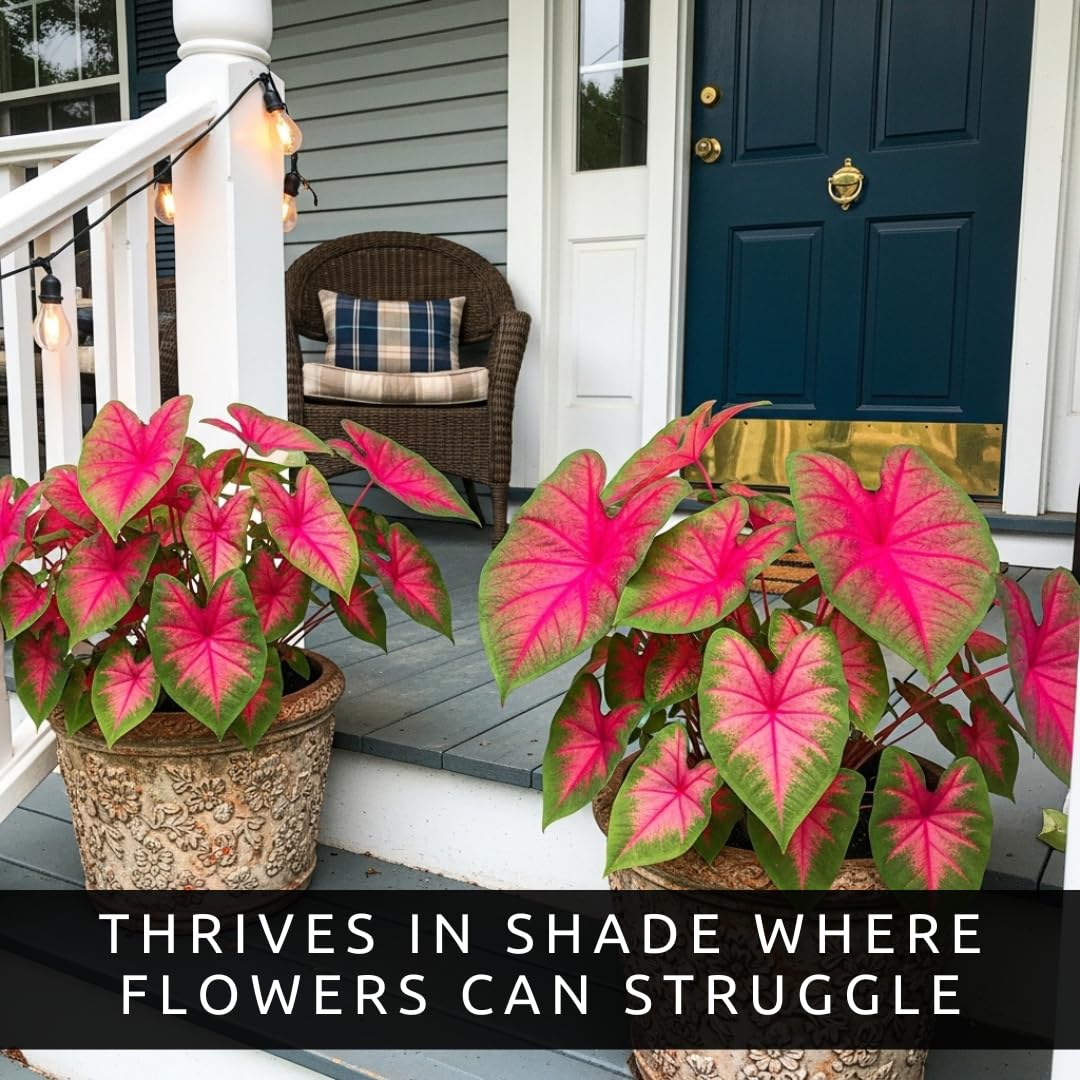 Scarlet Arrow Caladium Bulbs – 6 Premium Indoor Plants, Vibrant Red & White Foliage, Easy to Grow, Ideal for Homes, Patios, Gardens, Low Maintenance, Tropical Decor (6 Bulbs)