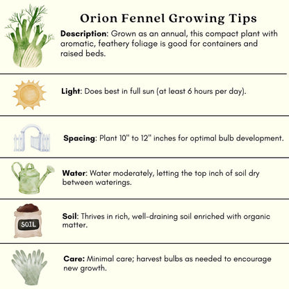 Clovers Garden Two (2) Large Live Orion Fennel Plants, Big, Healthy, Ready to Grow, Premium Plants, 4" to 8" Tall, in 4" Pots, Non GMO, No Neonicotinoids, Edible Garden, Culinary Favorite