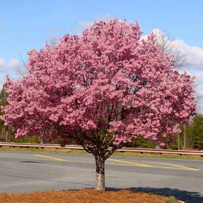Cherry Blossom Tree, Live Ornamental Tree 6-12" Tall in Pot, Beautiful Spring Blooms for Outdoor Planting (Dark Pink Cherry Blossom)