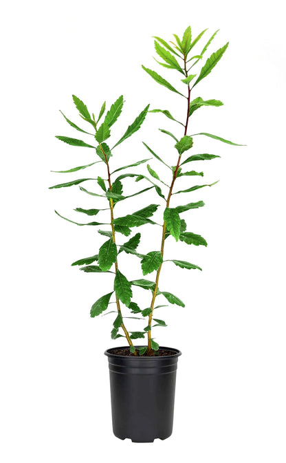 Wax Myrtle | 3 Live 4 Inch Plants | Myrica Cerifera | Fast Growing Shrub, Privacy Screen, Evergreen Foliage, Ornamental, Drought Tolerant, Low Maintenance, Garden Landscape