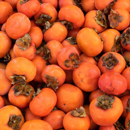Persimmon Tree Live Plant, 6-12 Inch Tall Plant Well Rooted in Quart Pot, 1 Year Old, Dormant in Winter