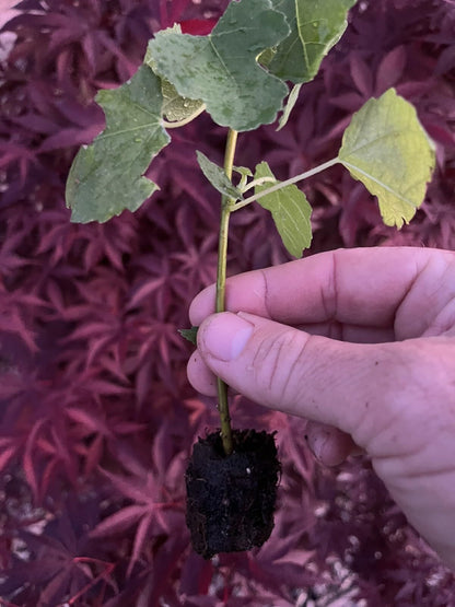 Live Plant - Fig Trees 1 Live Plant “Kadota” Cold Hardy