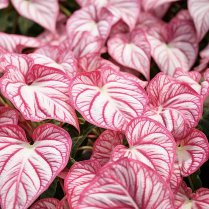 QYTGVSZ MEDSYTIJD Shaped Elephant Ears, a clumping, Shade-Tolerant and Easy-to-Care-for Plant, is Suitable for Outdoor Gardens and Potted environments.-4bulbs