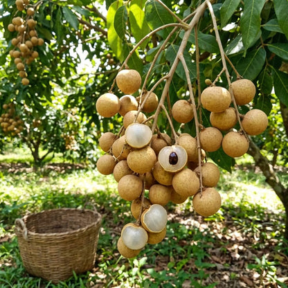 Longan Tree Live Plant, Longan Fruit Tree, Well Rooted in 4 Inc Pot, 8-10 Inc Tall, Sweet Tropical Fruit Tree for Indoor Outdoor Growing