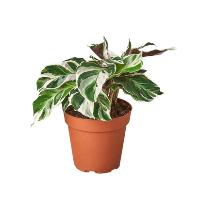 Calathea 'White Fusion' | Live Plant for Indoor & Outdoor | for Living Room, Office, Bathroom | (4" Pot)