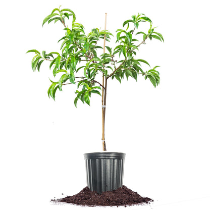 Perfect Plants White Lady Peach Tree 4-5 feet | Live Fruit Tree with Fresh White Peaches | Home Gardening