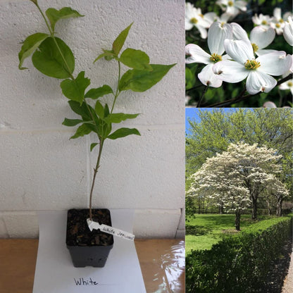 White Dogwood Flowering Tree Live Plant in 4" Pot, Bare Root to CA